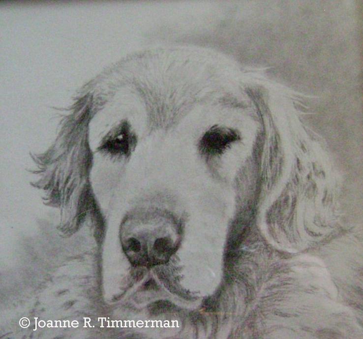 Golden retriever graphite drawing by Joanne R. Timmerman
